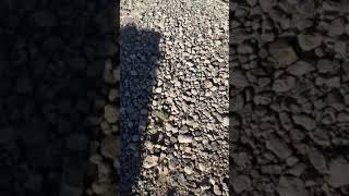 Download Lagu 40 cal snake shot vs rattlesnake MP3