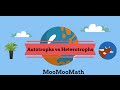 Autotrophs and Heterotrophs in Ecosystems