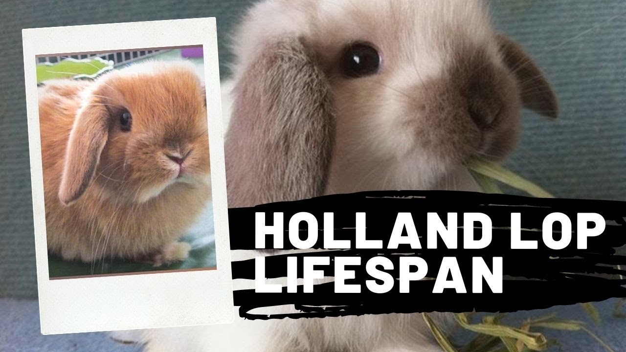 Holland Lop Lifespan How Long Does A Holland Lop Rabbit Live Holland Lop Bunny Lifespan Youtube