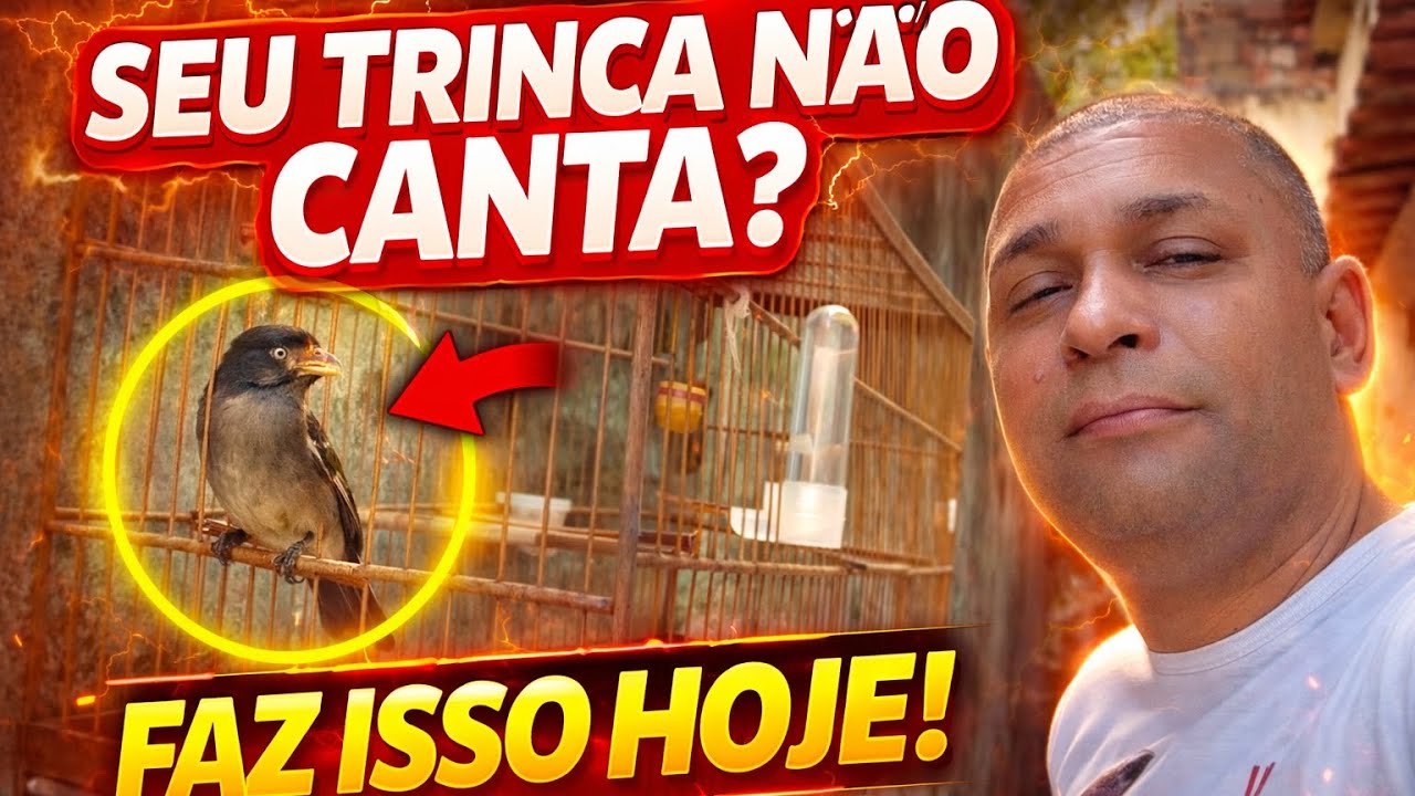 🚨 SEU TRINCA-FERRO NÃO CANTA FAZ ISSO HOJE ‼️#trincaferro #trincaferro #passarinho 