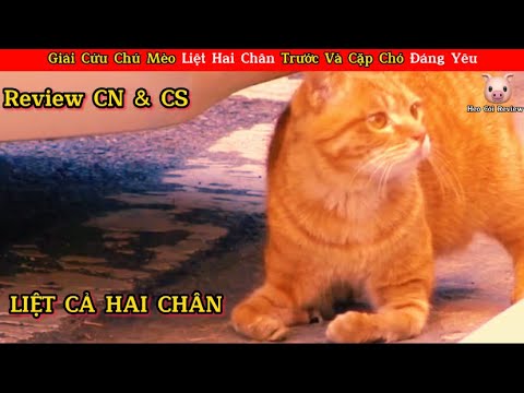 Video Con Mèo Liệt Hai Chân Và Cặp Chó Đáng Yêu || Review... - youtube