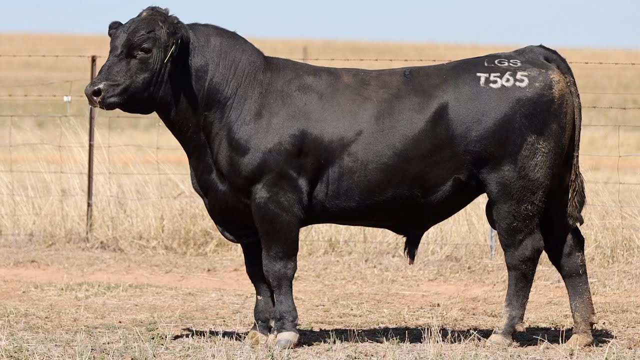 Lot 51 LGS22T565 Sprys Equator T565 2024 - YouTube