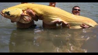 Cà Mau: Bắt được cá vàng khủng quý hiếm