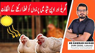 Low-Cost Heat Stress Solutions for Backyard Poultry | Backyard Poultry Heat Management