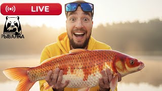 #shorts 🔴 РР4 СТРИМ | НОВЫЕ ТОЧКИ для Фарма! РОЗЫГРЫШ Каждые 20 минут