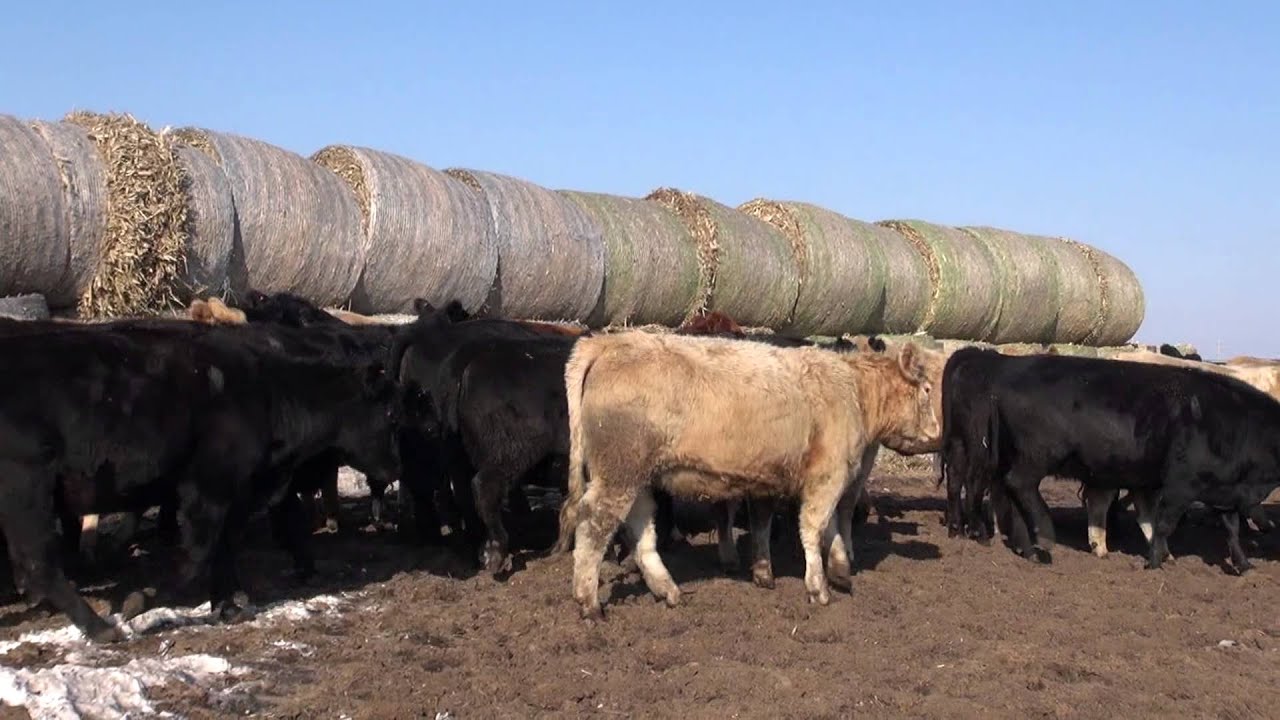 Clements Farms Spring Valley, MN YouTube