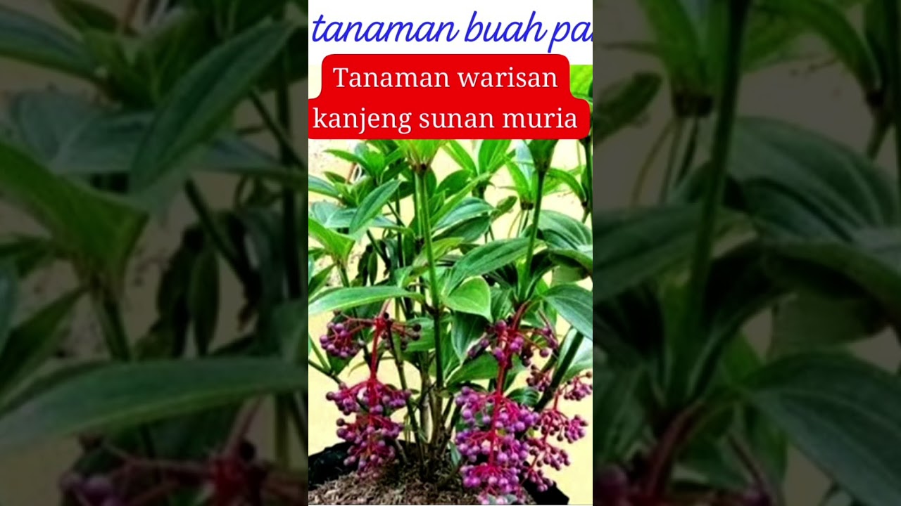 1000 MANFAAT BUAH PARIJOTO WARISAN KANJENG SUNAN MURIA