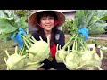 Thu hoch su ho ln u trng m c to qu  lun 324 harvesting kohlrabi  vn rau vit