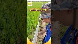 បញ្ហាកណ្ដុរ ច្រើនឆ្នាំនេះ