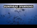 Bumphead Parrotfish spawning aggregation | Diving Palau, Micronesia [4k]