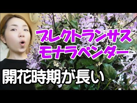 プレクトランサスモナラベンダー シソ科 開花時期が長い プレゼントにもオススメ 管理方法 おうちでガーデニング 開花園チャンネル Youtube