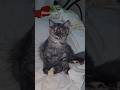 @SheruMinya #cat #musicindustry #spotifyclone #funny #kitten #filmscore #cute #pets #love