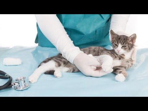 Primeros auxilios en gatos: ¿cómo actuar?