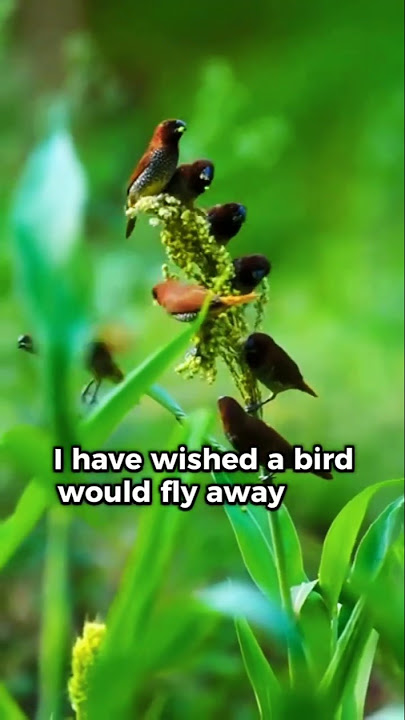 Nature's awesomeness - A minor Bird #nature #poetry