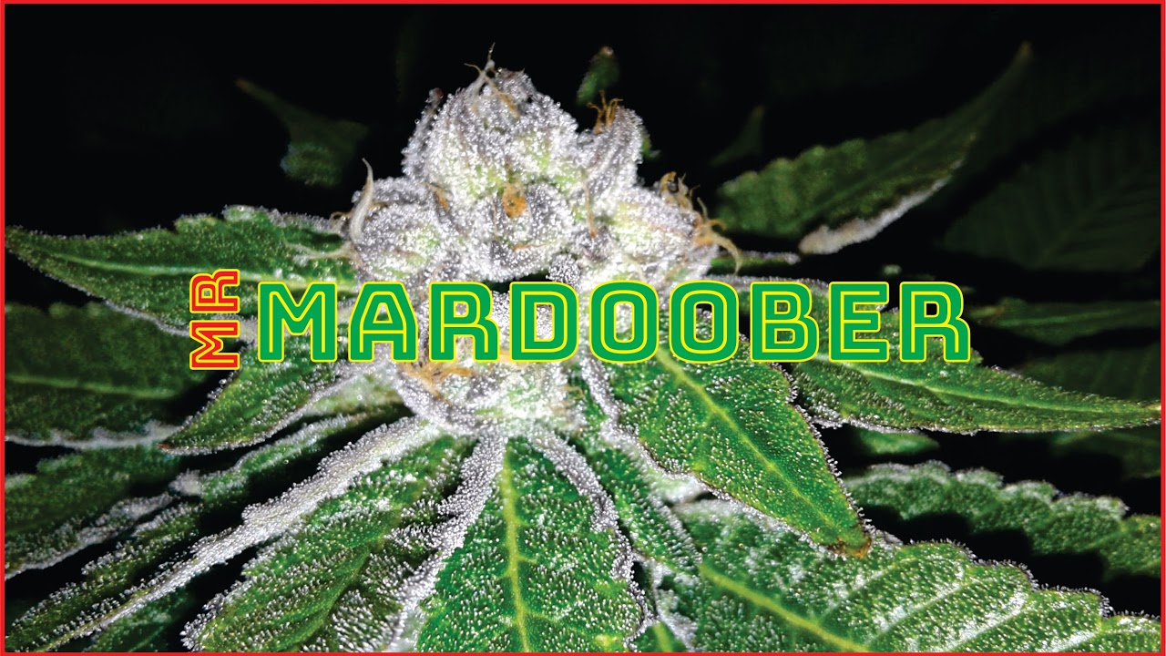 Mardoober Monday # 3 - Stay Awhile and Listen...