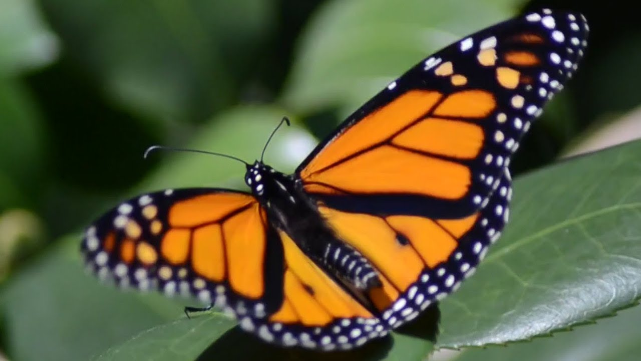 Animated Monarch Butterfly - With Moving Wings