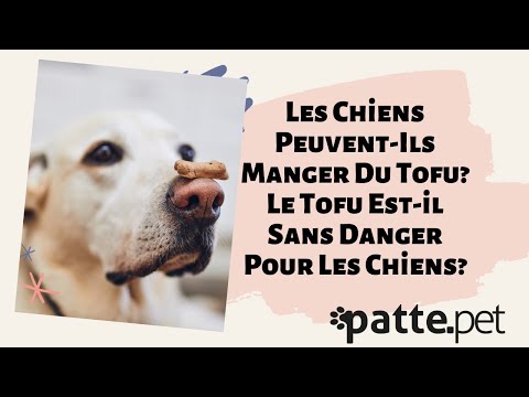 Vidéo: Les Chiens Peuvent-ils Goûter ? Et Qu'aiment-ils Manger ?