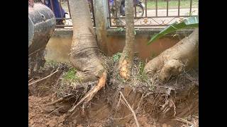 Baobabs pruned and moved into giant pots