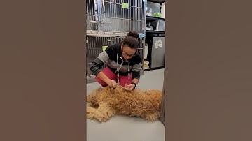 Penn Foster Externship 1, Skill 12 Canine Subcutaneous Injection