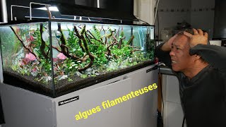 Probleme algue filamenteuse