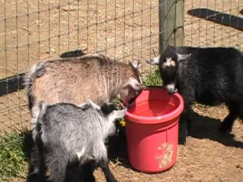 pygmy goats drinking water for the first time youtube