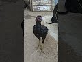 My agressive 4 month queen 👑 Kadhar #fight #aseelrooster #birds #animals #murga #kadhal #hen