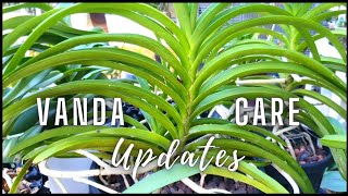 My Vanda Care | SemiHydro Updates | Potting, Inorganic Medium, Lava Rock, Light, Environment & More