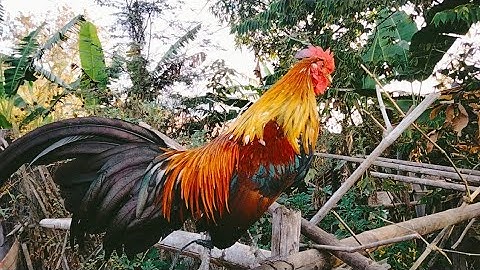 tso qaib cuab peb saib/14/2/2025