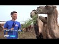 В Ленинск-Кузнецком районе фермеры завели верблюдов