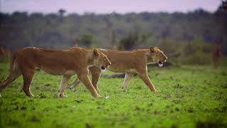 Мир животных. Дружная семейная пара львов.
