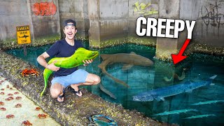 Fish Trap Catches Moray Eel In Creepy Tide Pool