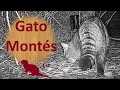 🌳 GATO MONTÉS en la Península Ibérica 🐈 Pequeños PREDADORES: Zorros, Gatos Salvajes, Garduñas...
