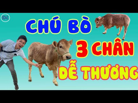 Chú bò 3 chân được chủ gọi là Hoàng Tử - ĐỘC LẠ BÌNH DƯƠNG