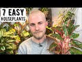 7 Easy Houseplants I Would Recommend To Everyone