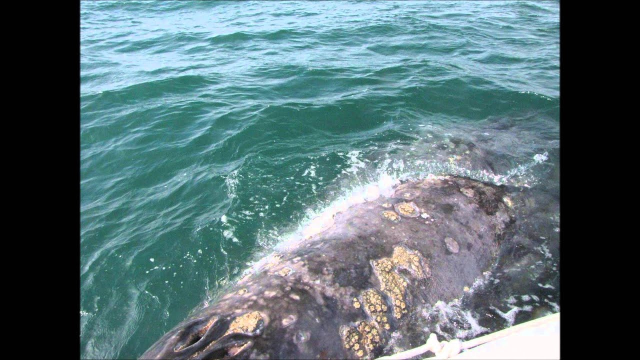 Oregon Coast Whale Watching - YouTube