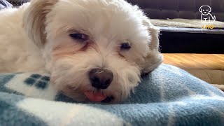 Dogs Sleeps Anywhere and Everywhere by Jihotube 22 views 3 years ago 1 minute, 44 seconds