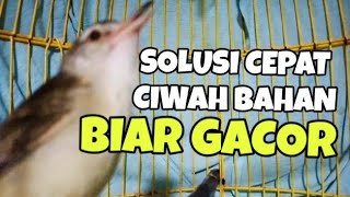 Suara Ciblek Sawah betina birahi memanggil jantan