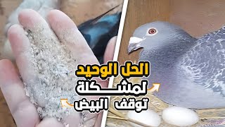 لهذه الاسباب الحمام متوقف عن البيض | لية الحمام مش بيبيض وايه العلاج