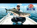 I Can T Believe We Caught This Massive Beast While Snook Fishing I Can T Believe We Caught This Massive Beast While Snook Fishing