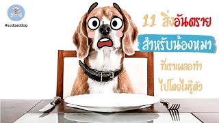 11 สิ่งอันตรายสำหรับน้องหมาที่เราเผลอทำไปโดยไม่รู้ตัว  | SudPad-Dog