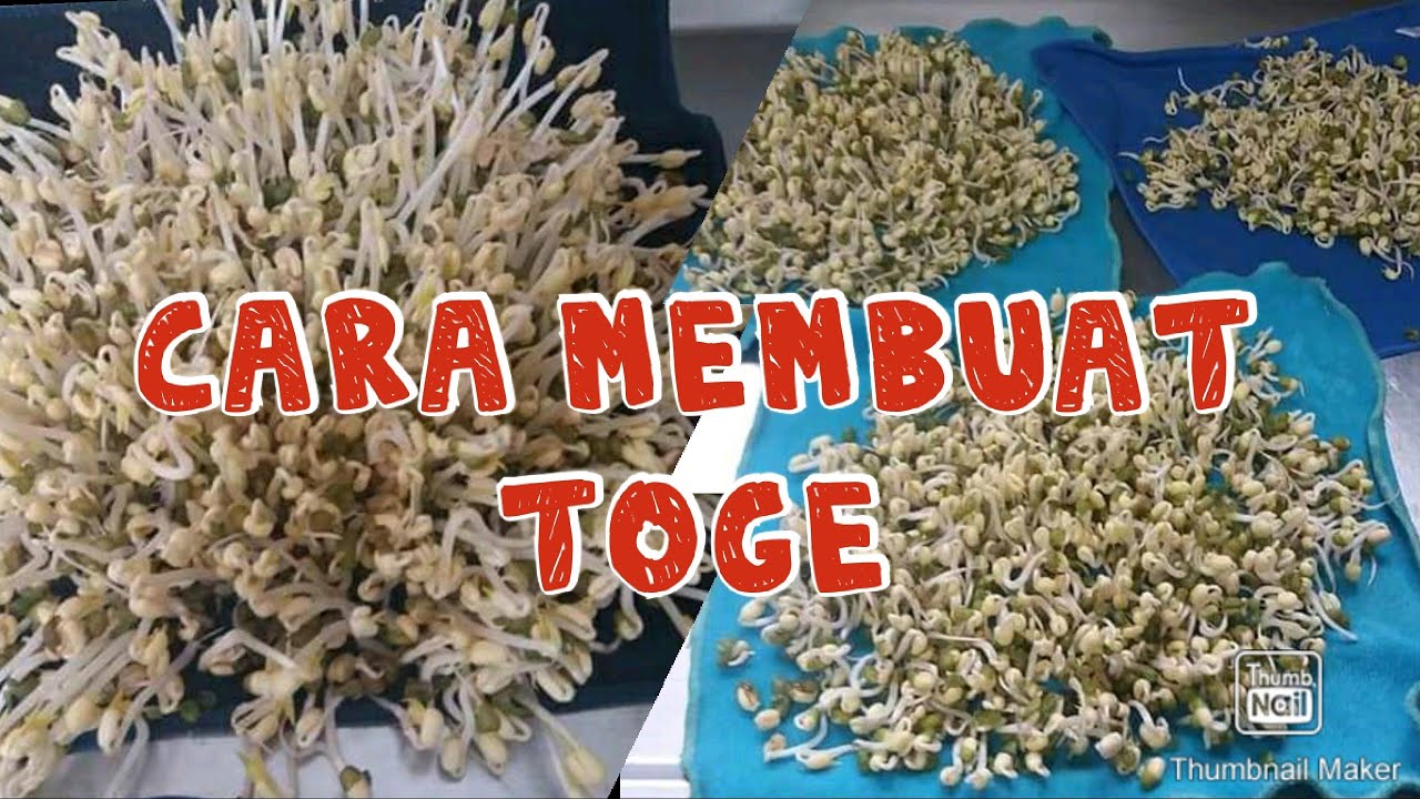 Cara Membuat Toge/Cambah : Resep Cara Membuat Bakwan Tahu Isi Toge Paling Enak : Cara cepat ...