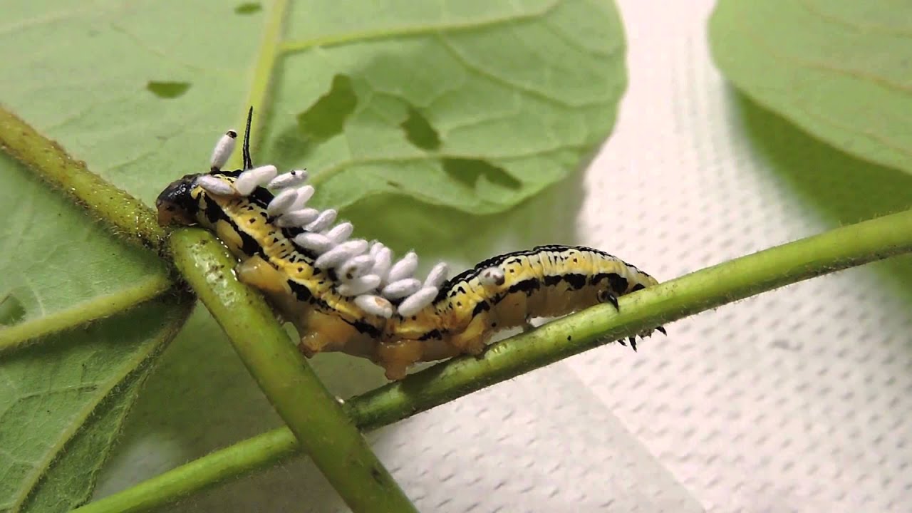 Capital Naturalist: Catalpa Sphinx Moth Caterpillar with Braconid Wasp ...