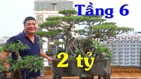 TỚ MUA CÂY NÀY HƠN 2 TỶ, nói đến cây này thì rất nhiều anh em biết.