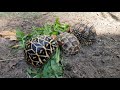 Sternschildkröte , Griechische LandSchildkröte und eine Pantherschildkröte