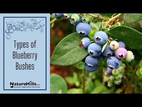 Video: Anerkendelse af forskellige typer blåbær: Lowbush og Highbush blåbærvarianter