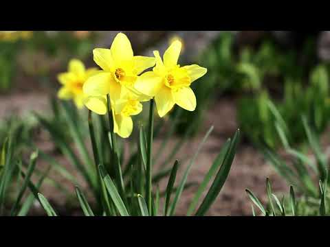 Vidéo: Bulbe Sans Prétention Pour Un Jardin Fleuri De Campagne