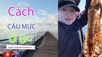 Cách câu mực ở Úc| Squid catching in Australia #squidfishing #australia