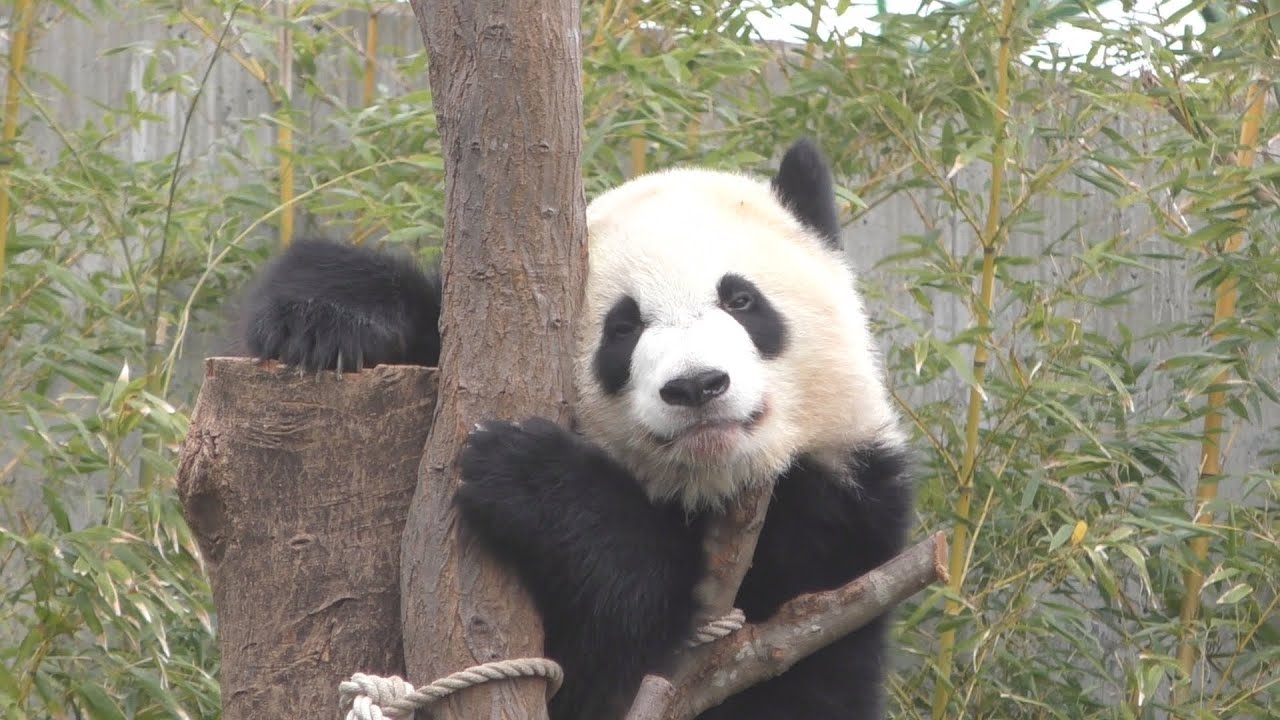 【駆けて登って転がって🎶】🌈彩浜の木登り遊び🌳✨【子パンダ】Giant Panda -Saihin-☆
