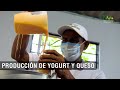 Producción de yogurt y queso - TvAgro por Juan Gonzalo Angel Restrepo