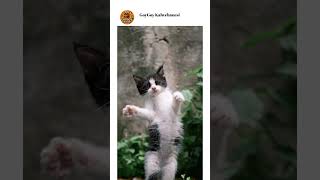 Fotonejik Kedi Mi 